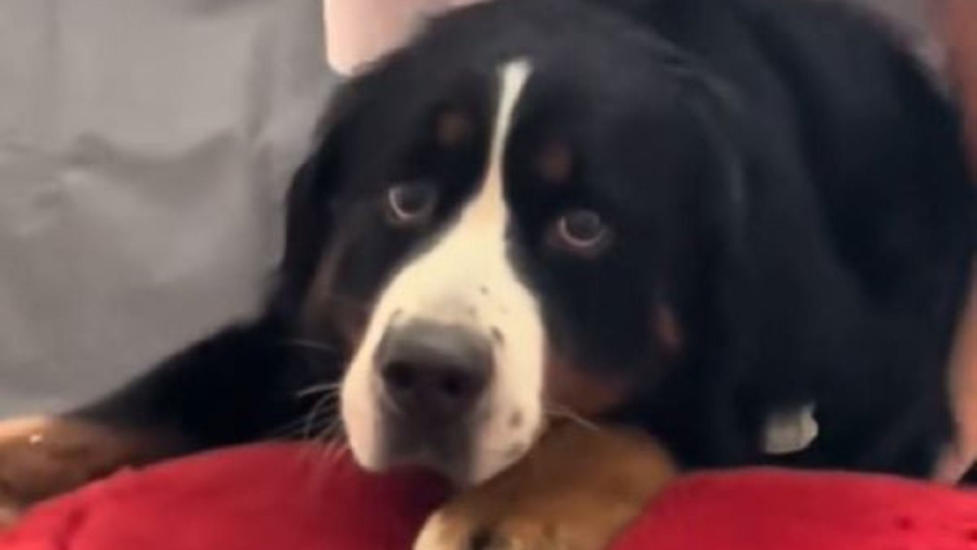 very cute giant dog