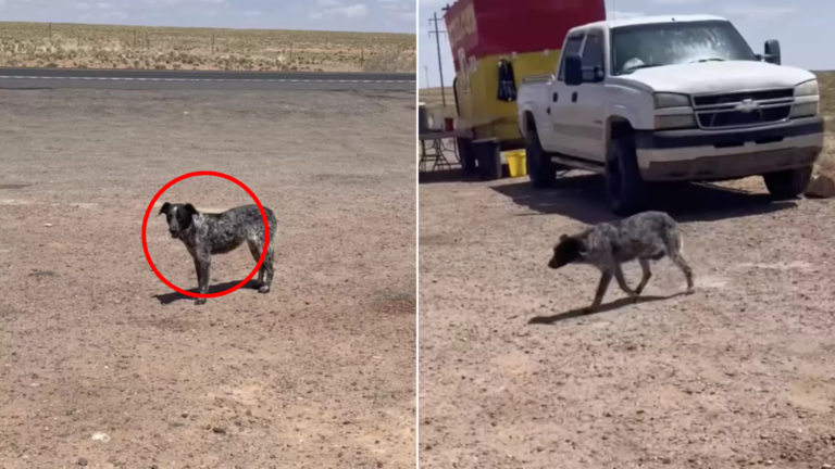 stray dog