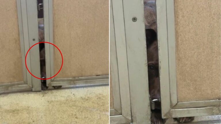 dog peeking trough door