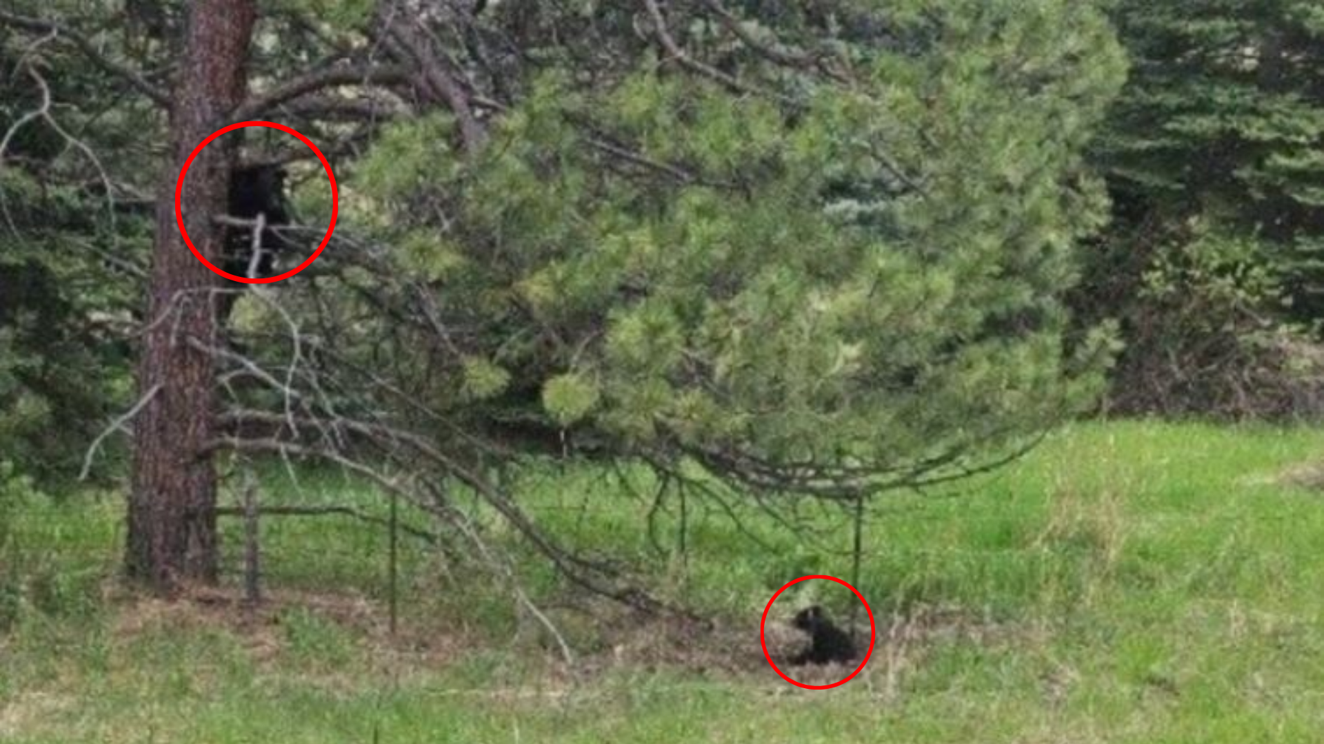 mama bear and cub in tree