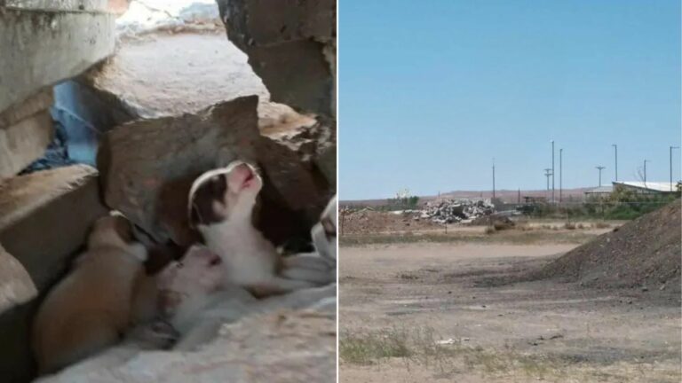 puppies in rubble