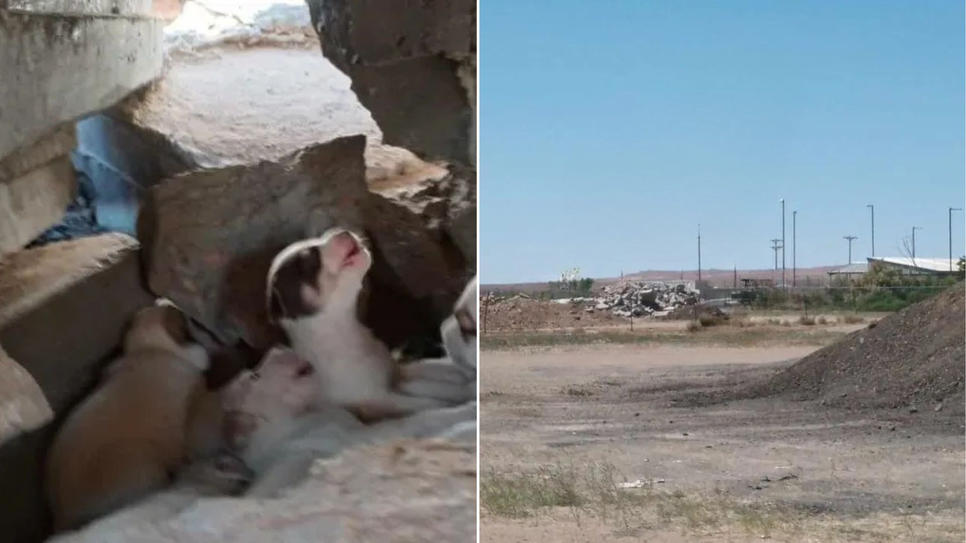 puppies in rubble