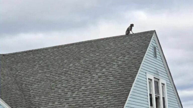 dog on roof