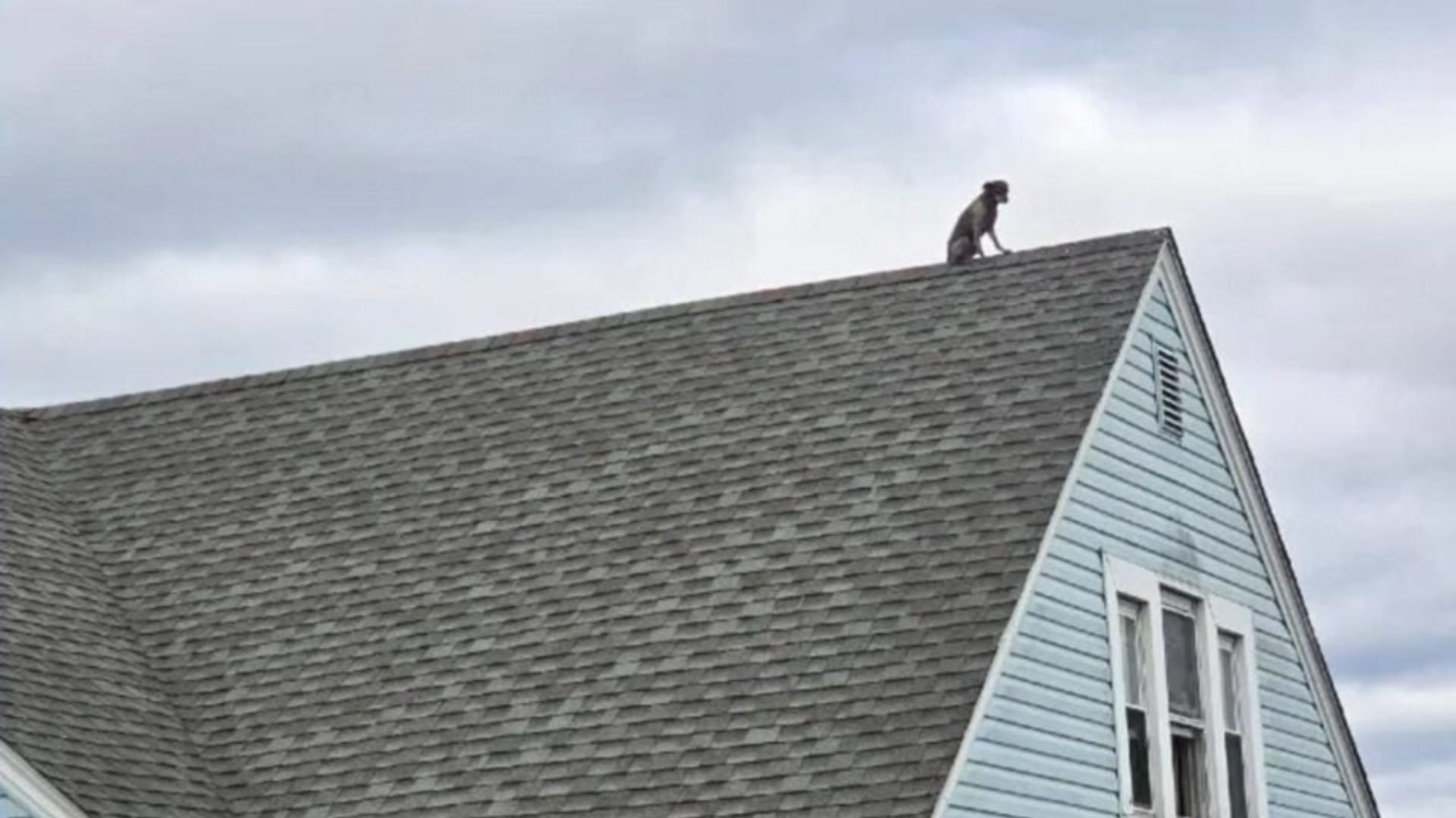 dog on roof