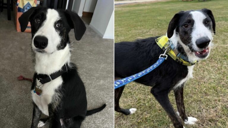 black and white dog