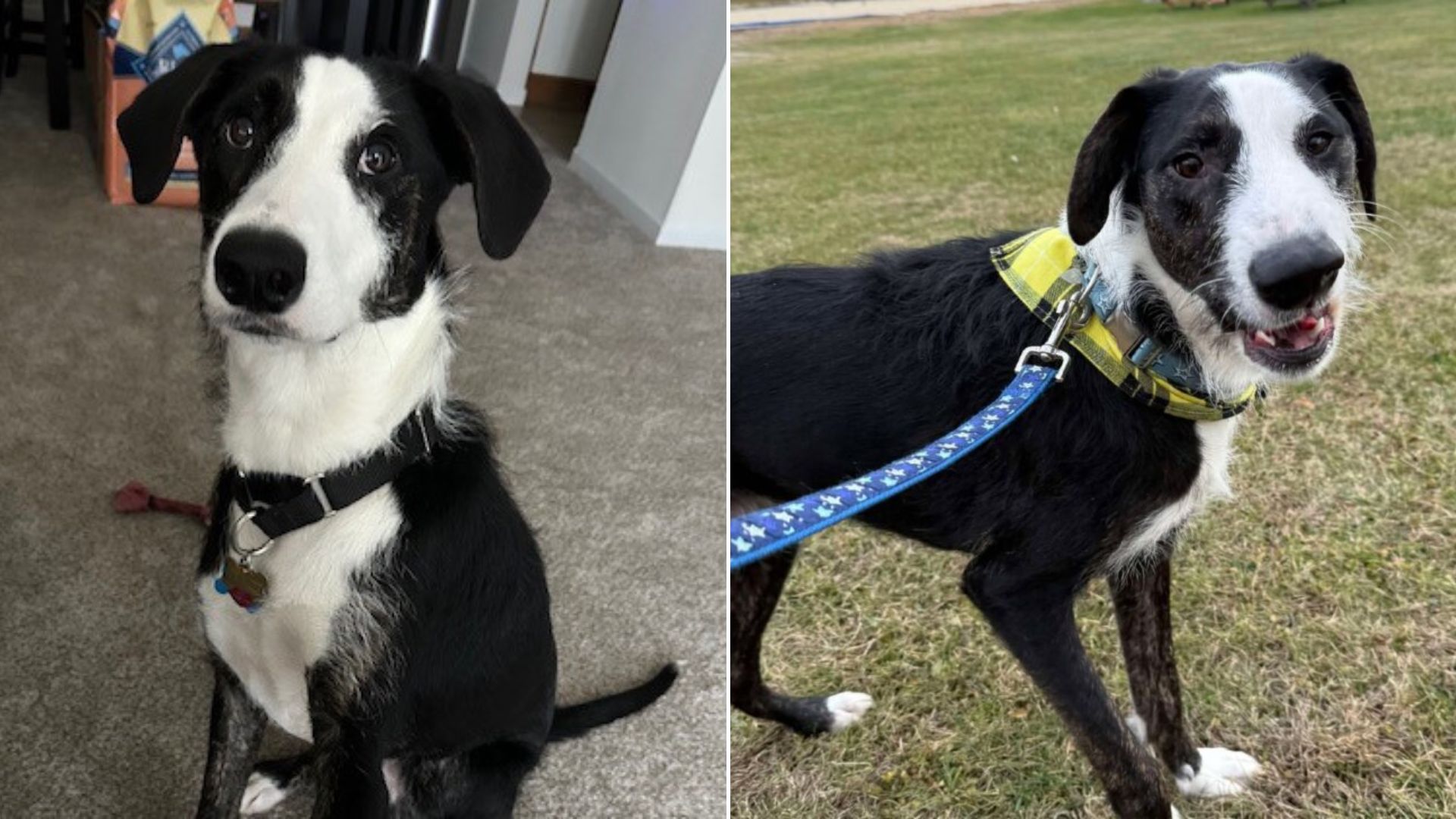 black and white dog