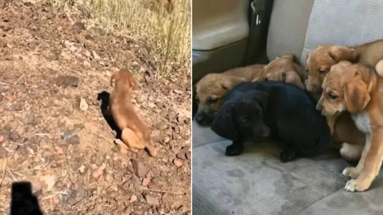 rescued puppies