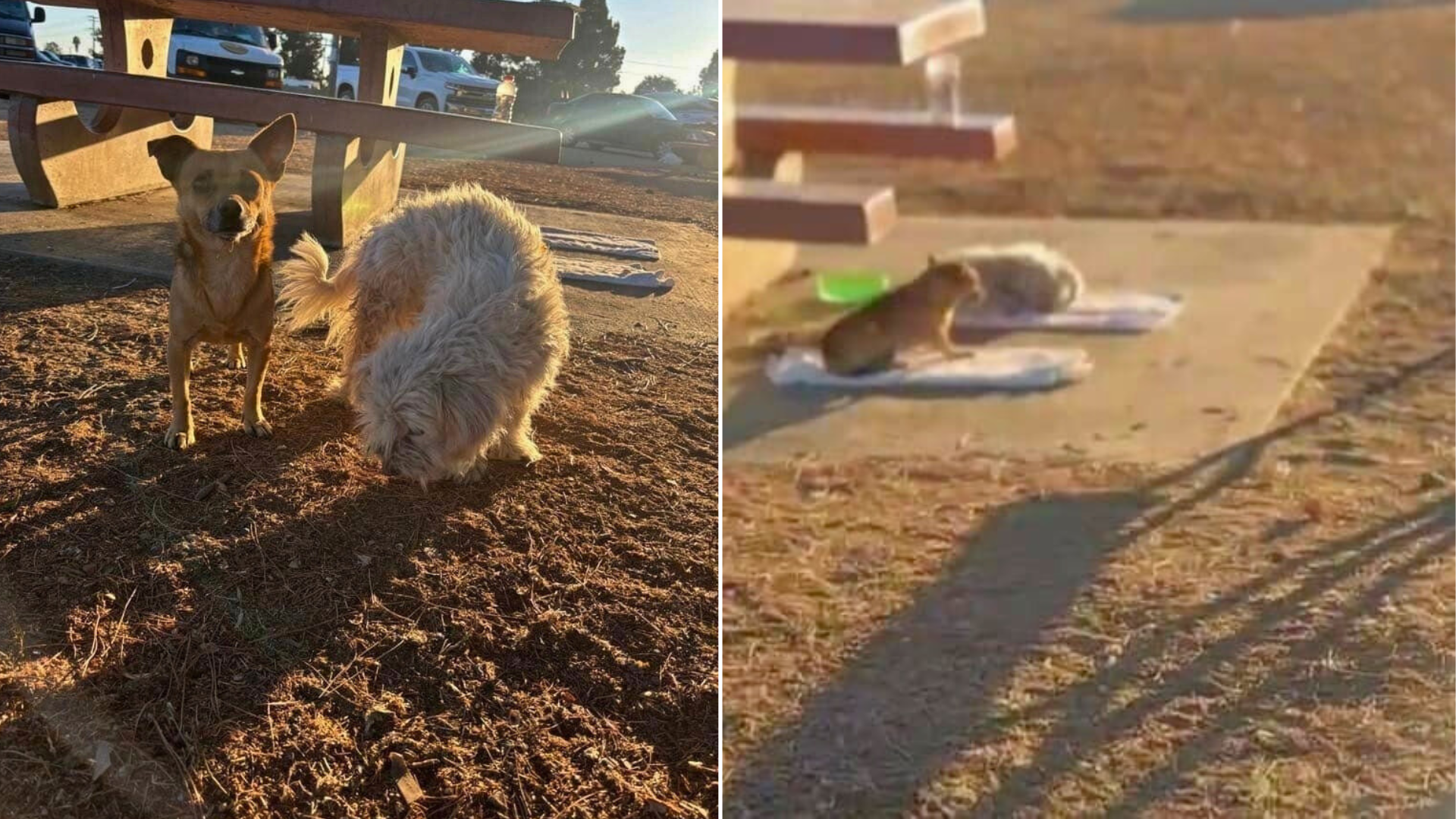 abandoned dogs in park