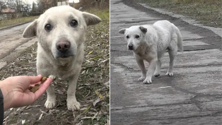 white dog on road
