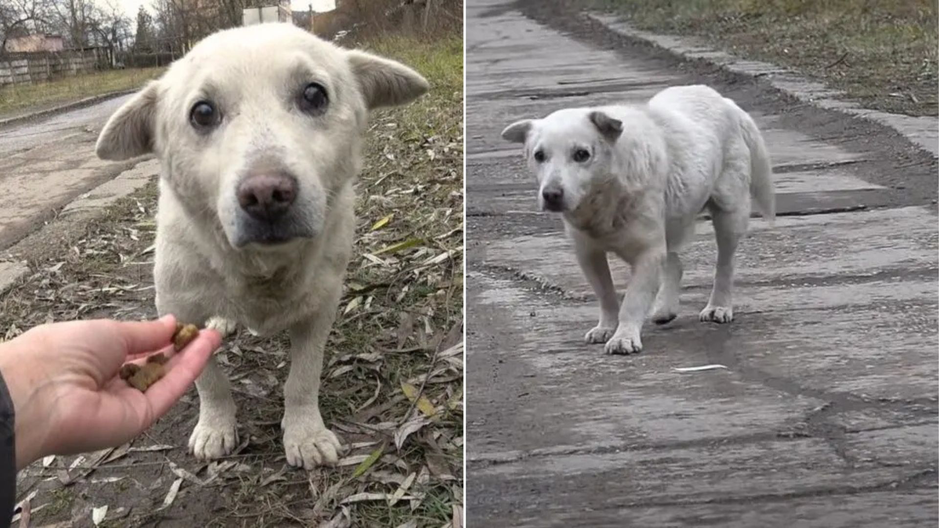 white dog on road