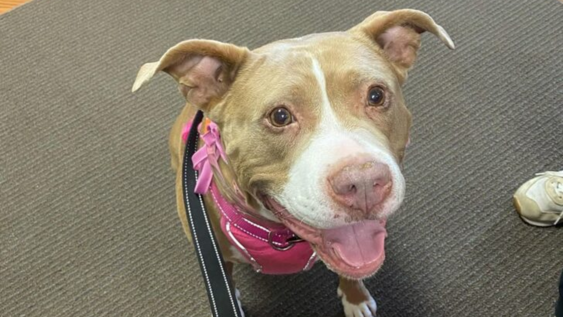 smiling dog