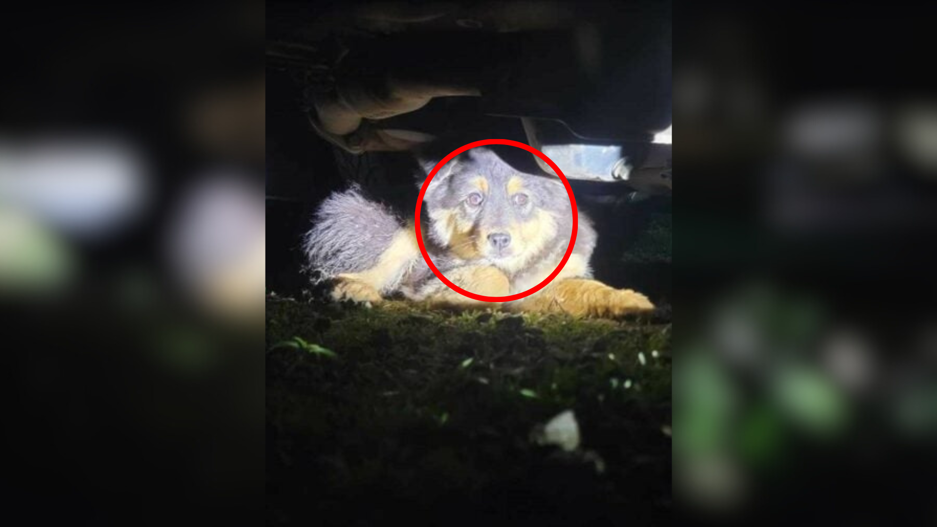 dog hiding under car