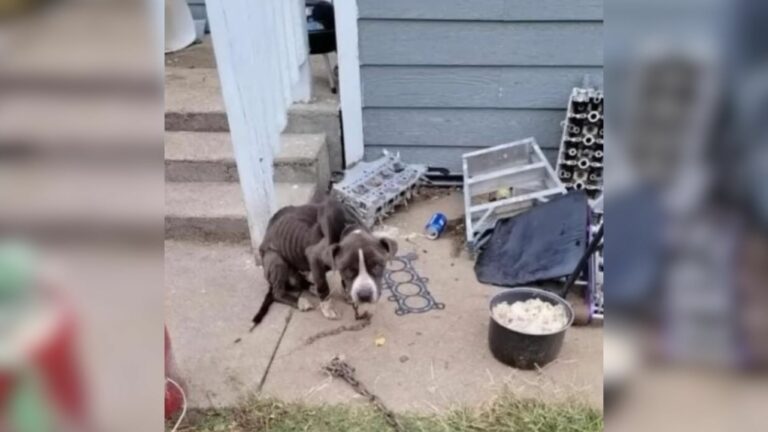 chained dog