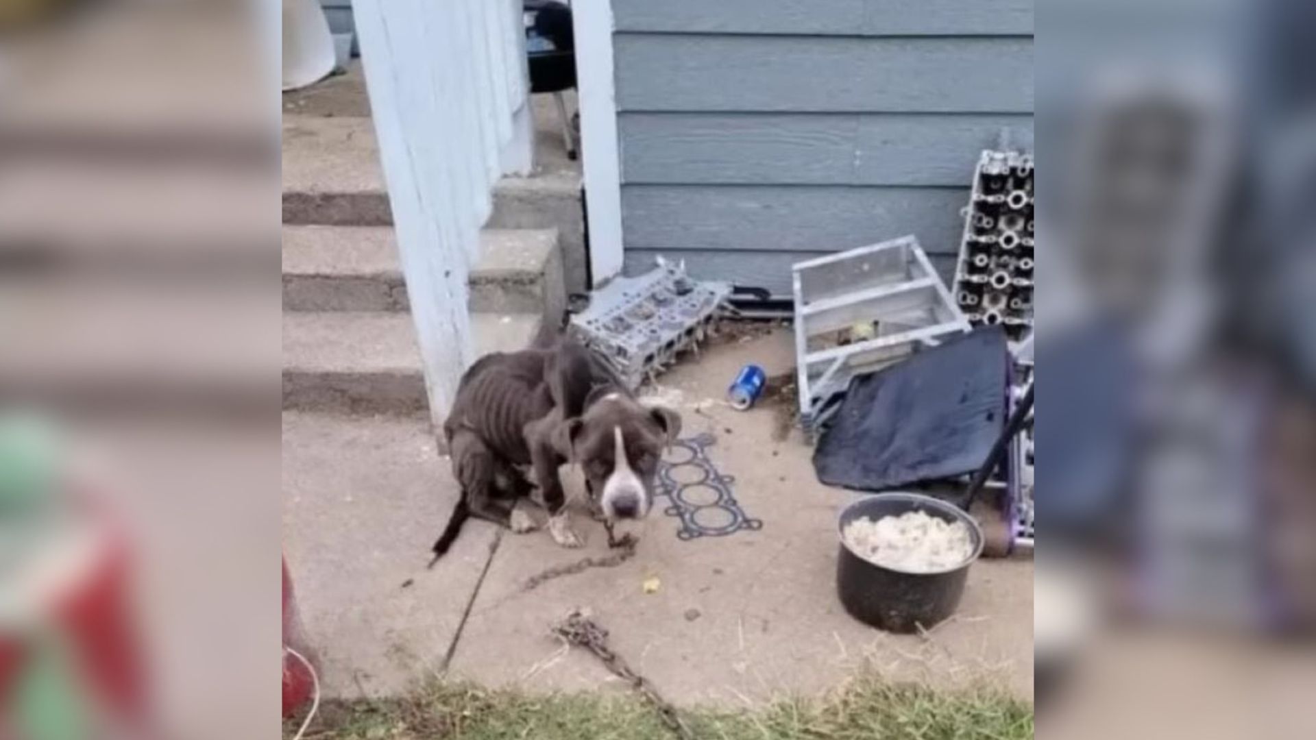 chained dog