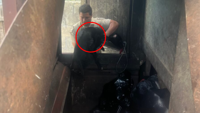 dog rescue