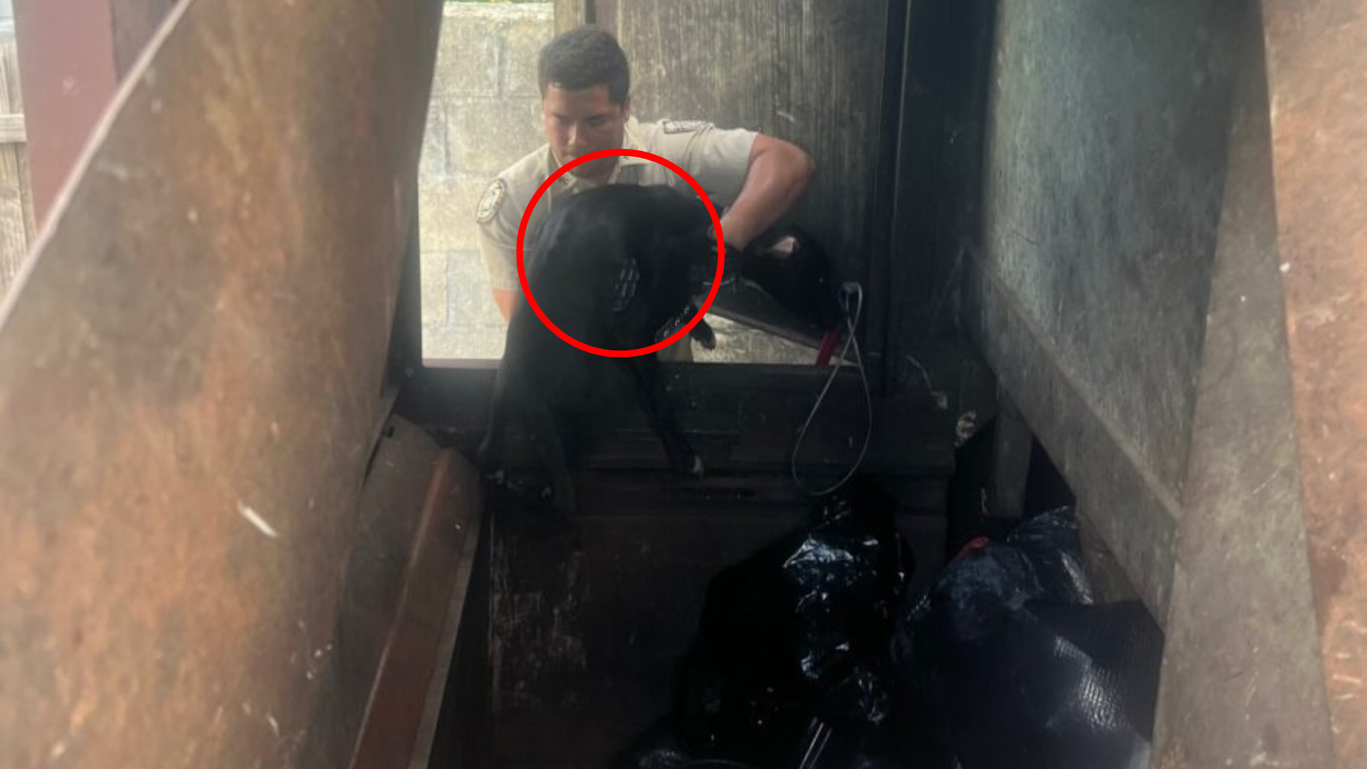 dog rescue