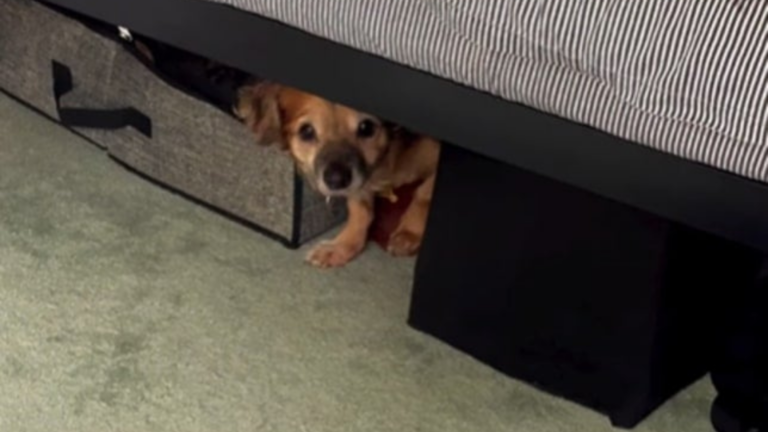 dog hiding under couch