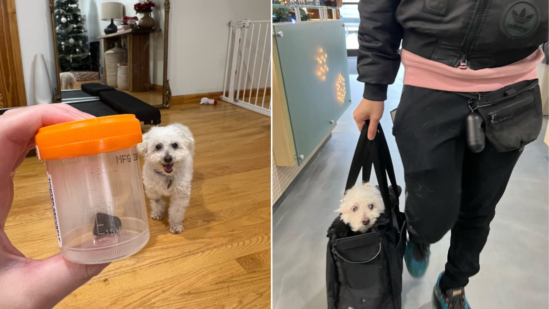 white dog in house