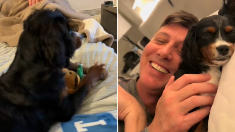 dog and owner laying in bed