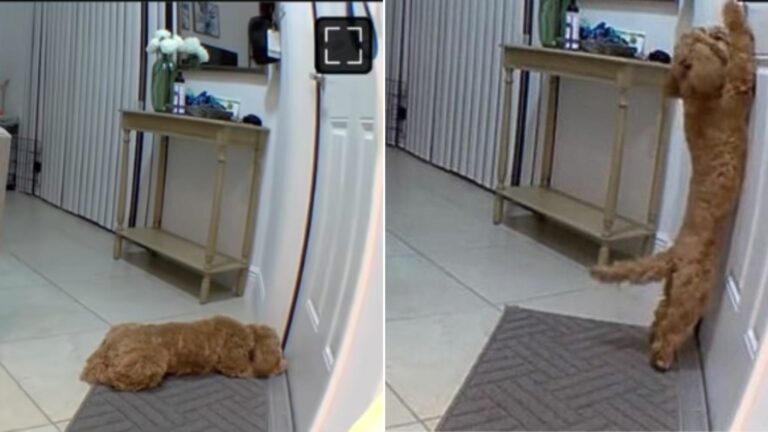 dog in house