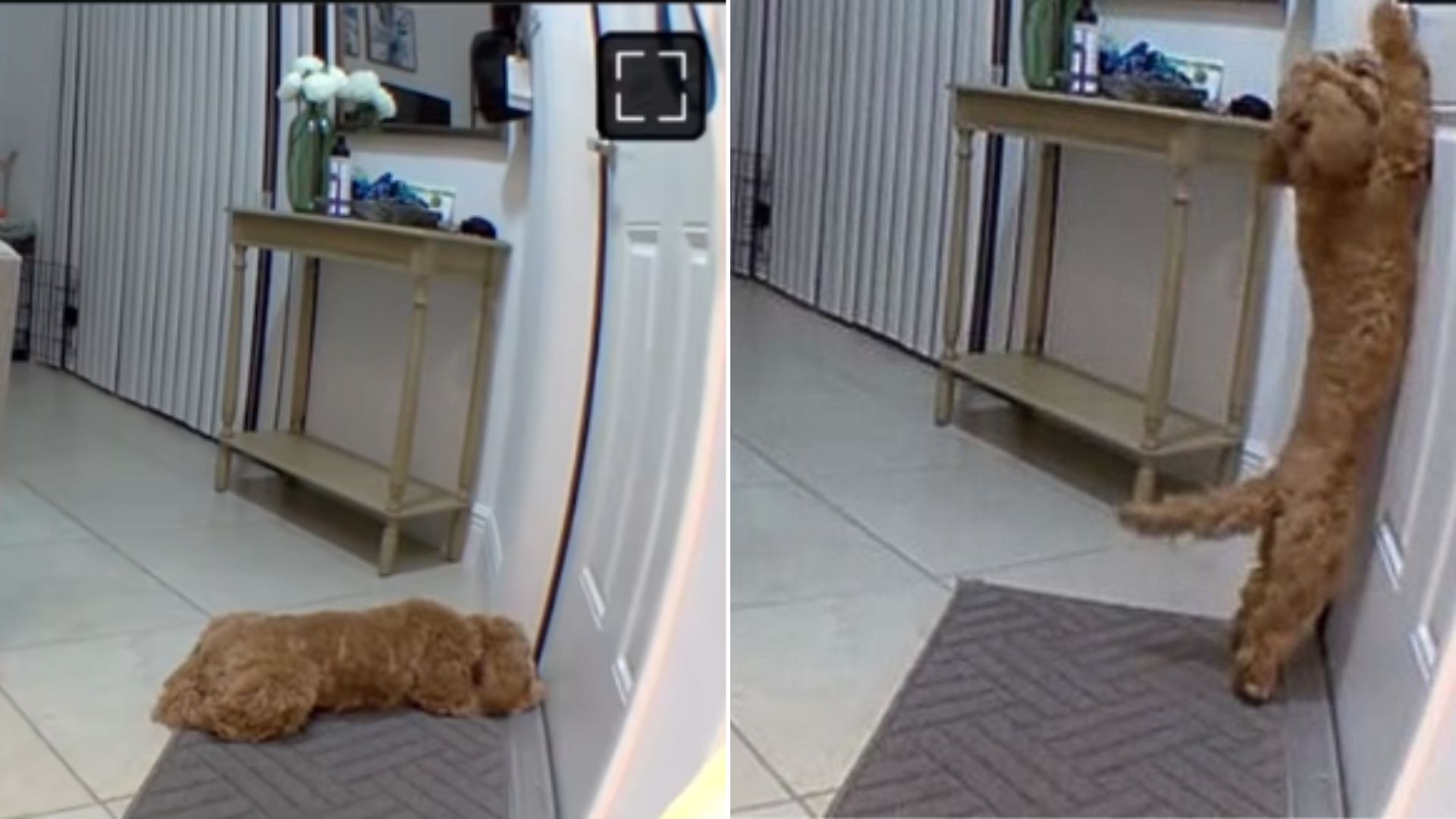 dog in house