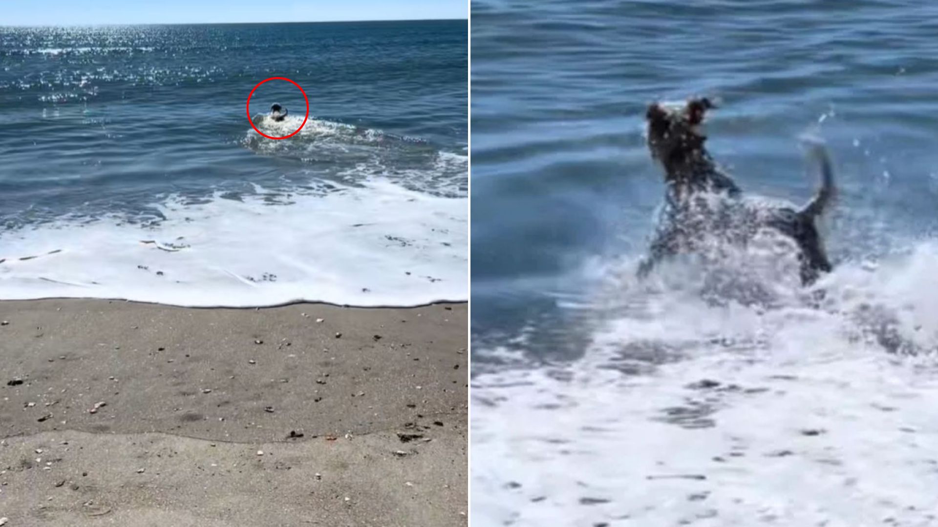 dog in water