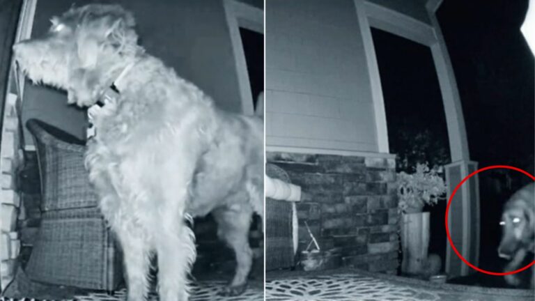 dog on porch