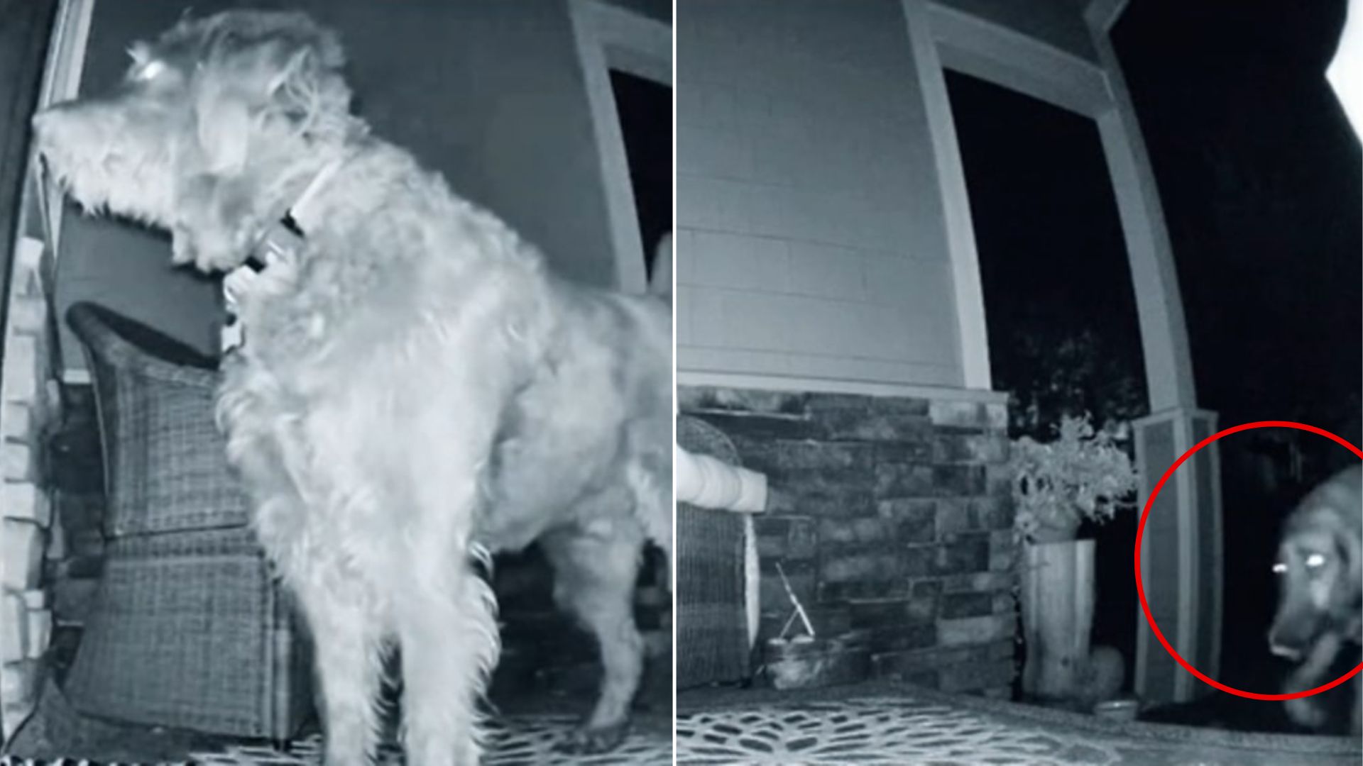 dog on porch