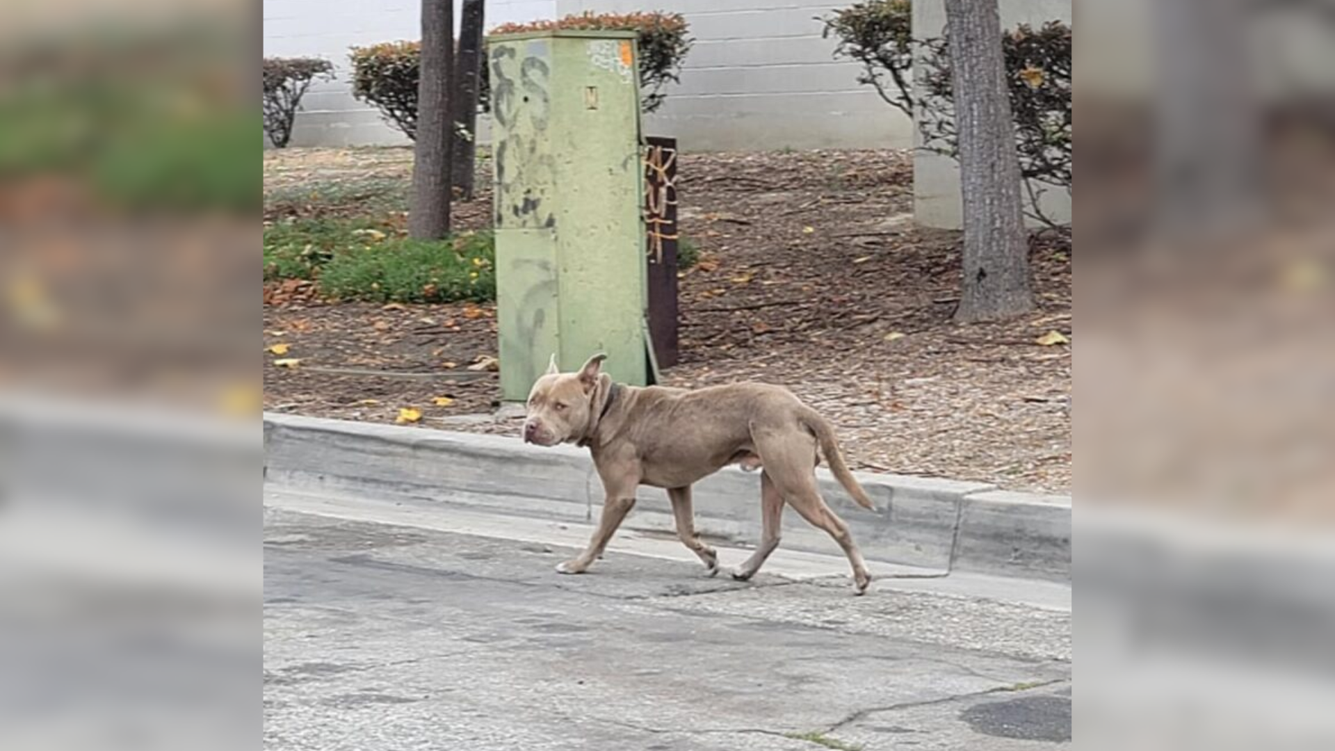 stray dog