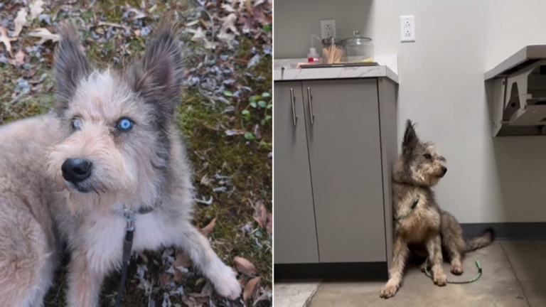dog at vet
