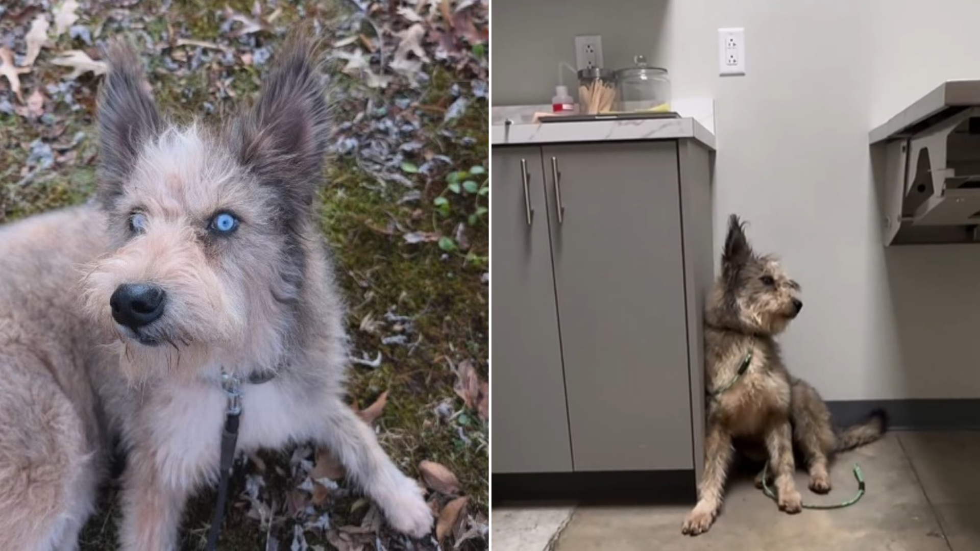 dog at vet