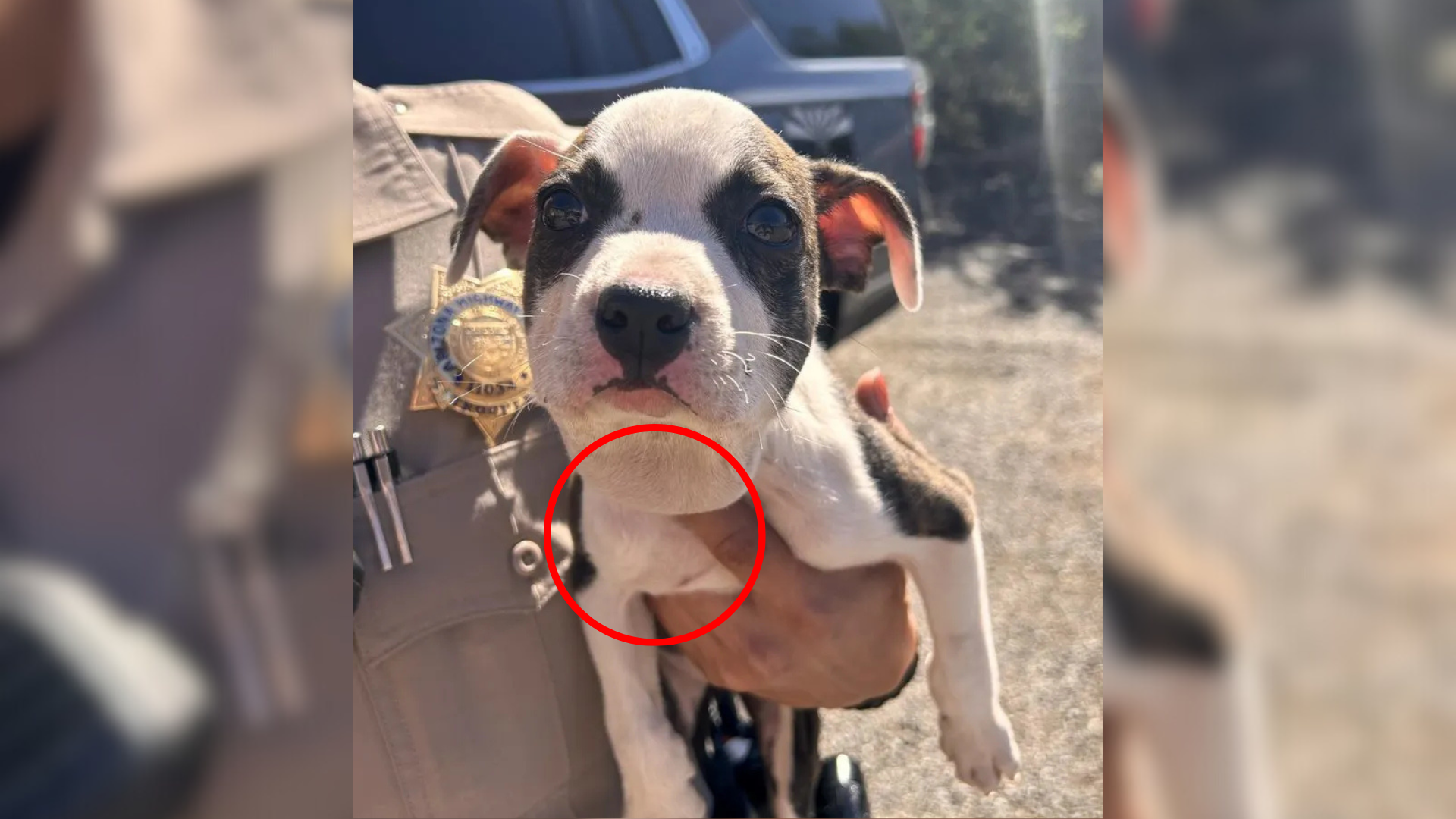 officer holding dog