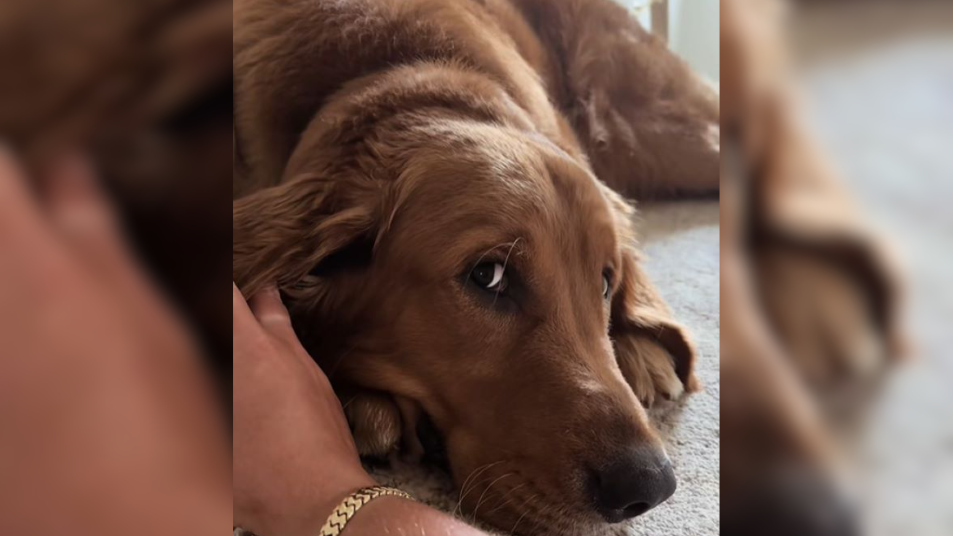 guilty-looking dog