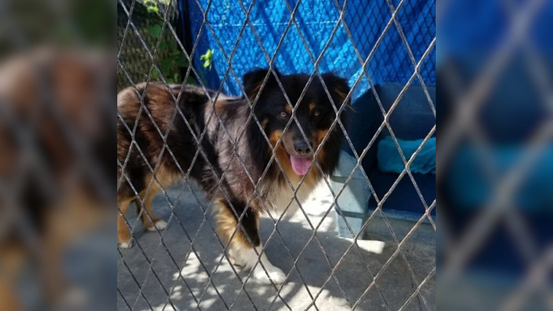 dog behind fence