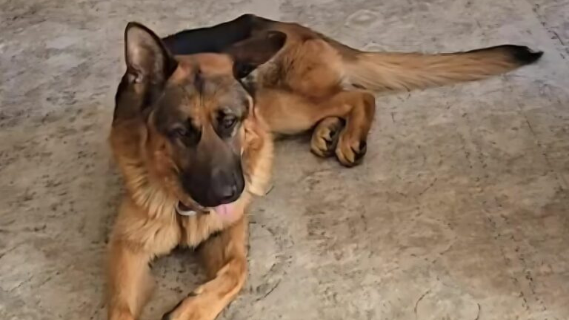 dog lying on carpet
