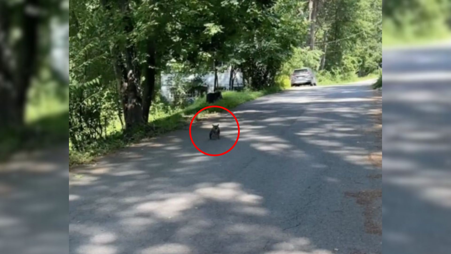 tiny animal on street