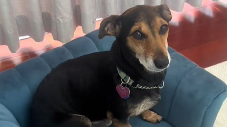dog sitting in armchair