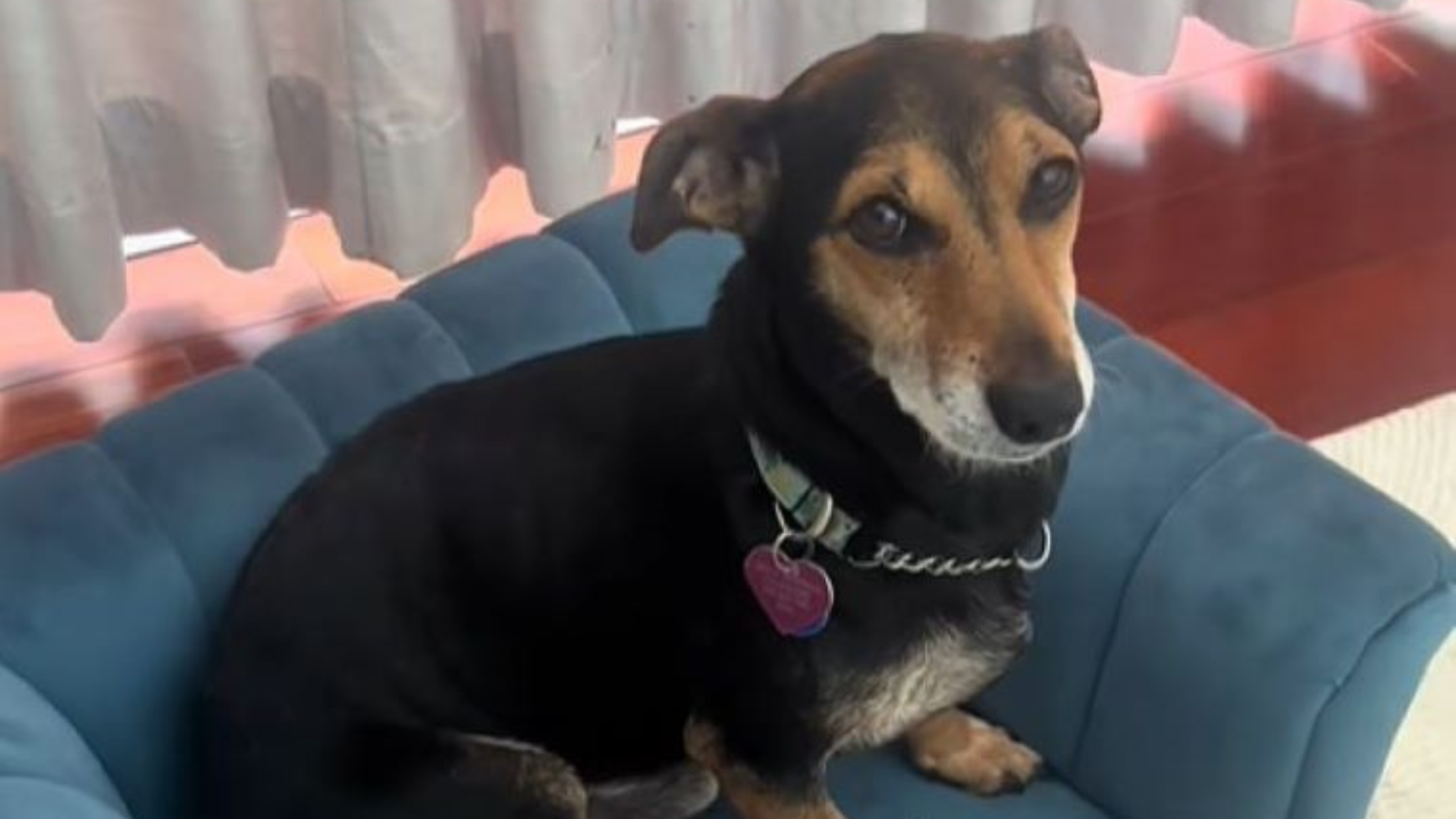 dog sitting in armchair