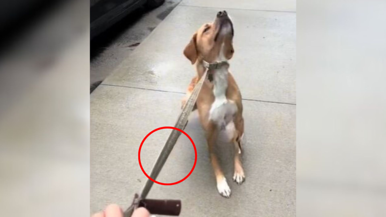dog refusing walk