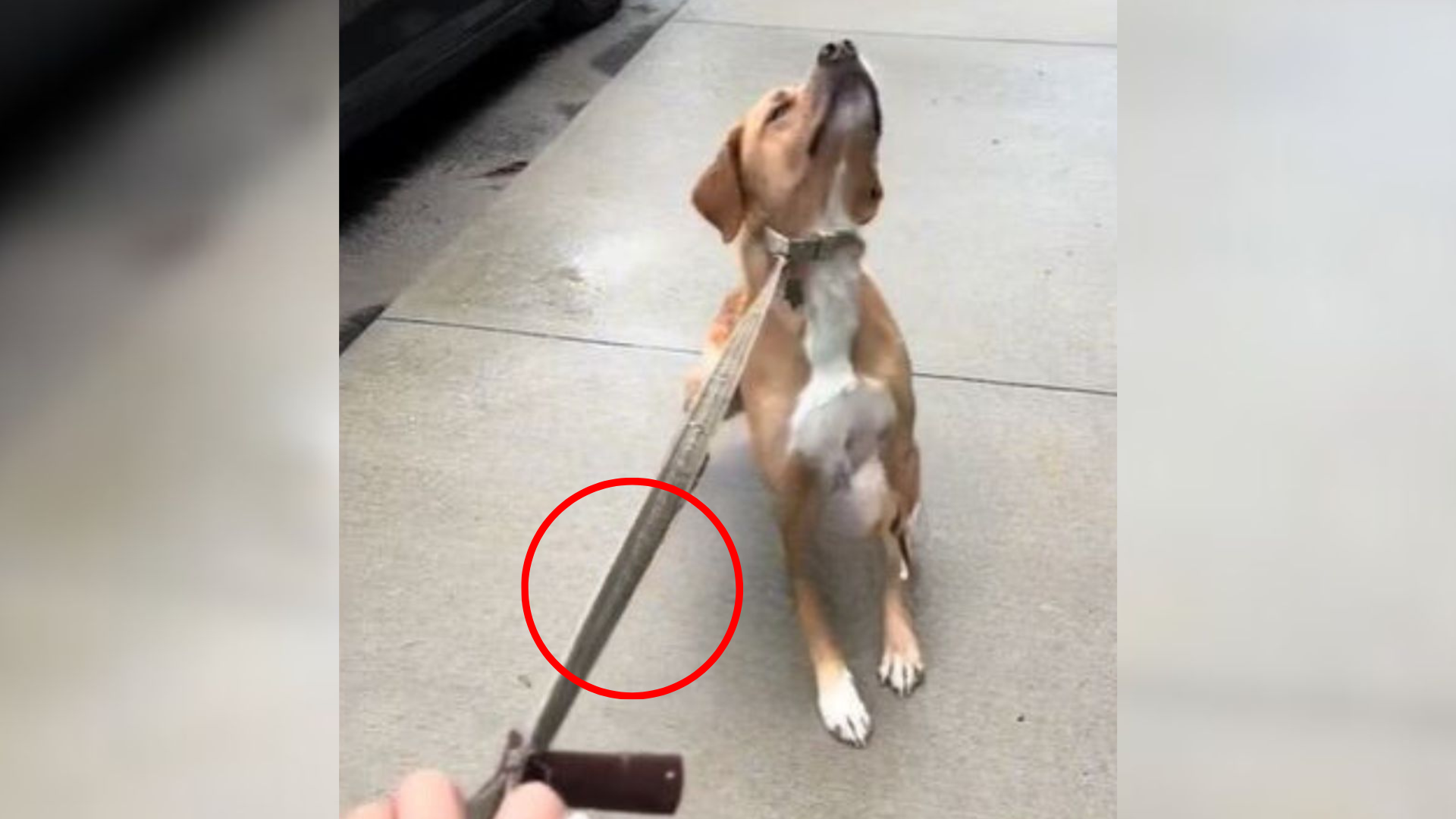 dog refusing walk