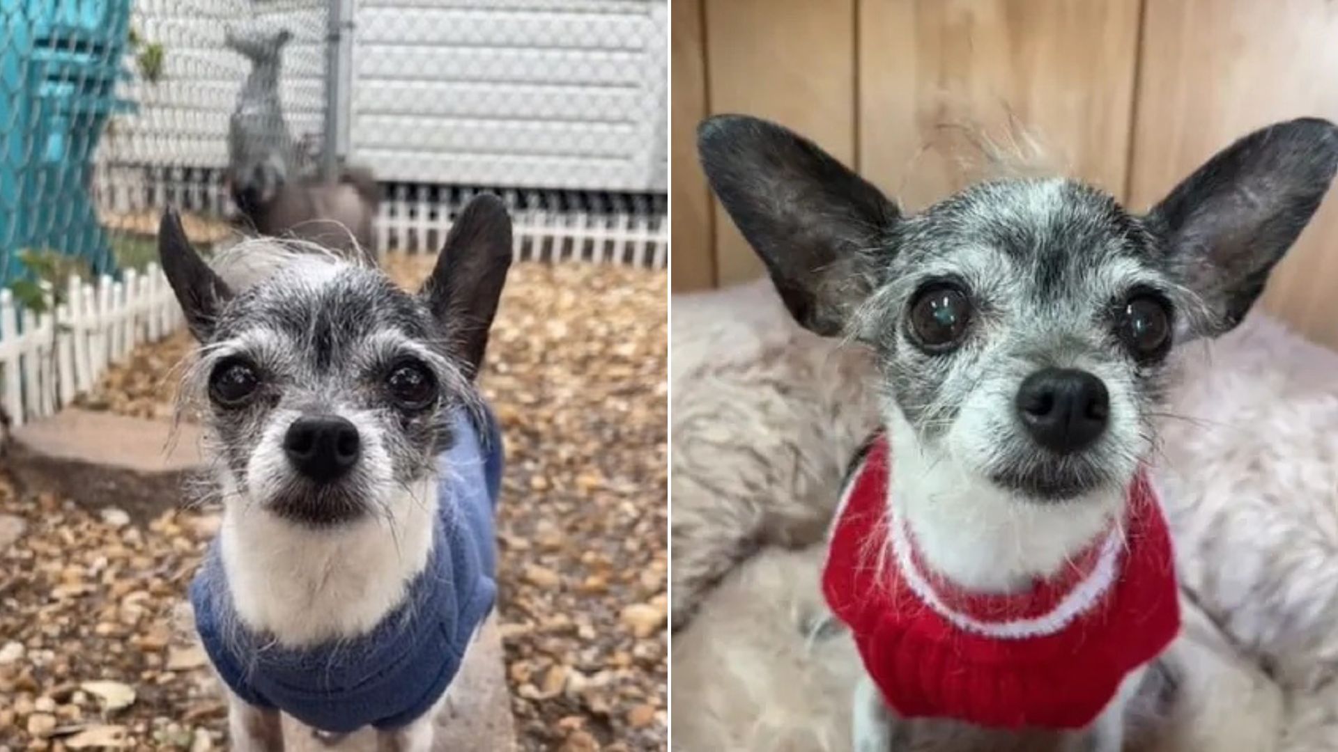 cute chihuahua