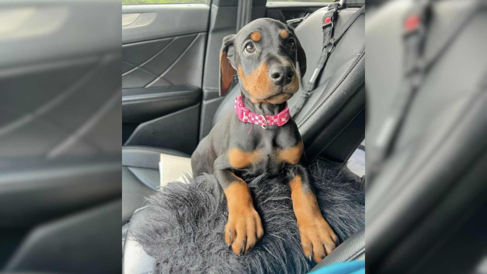 cute doberman puppy