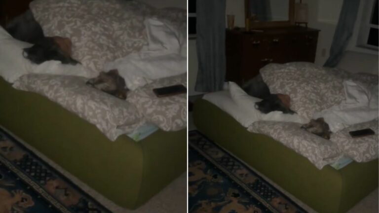 dog sleeping with owners