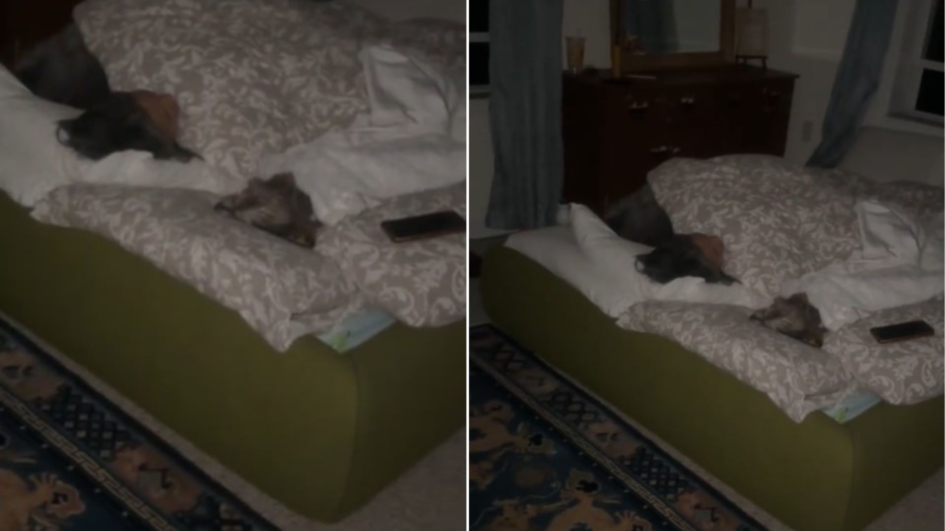 dog sleeping with owners