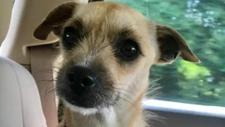 tiny dog