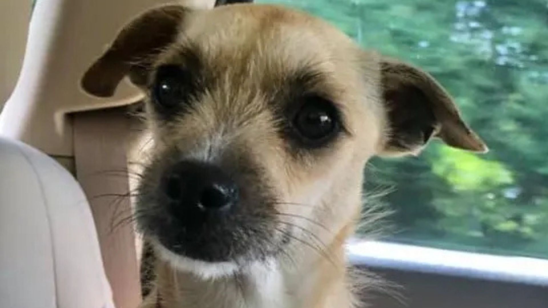 tiny dog