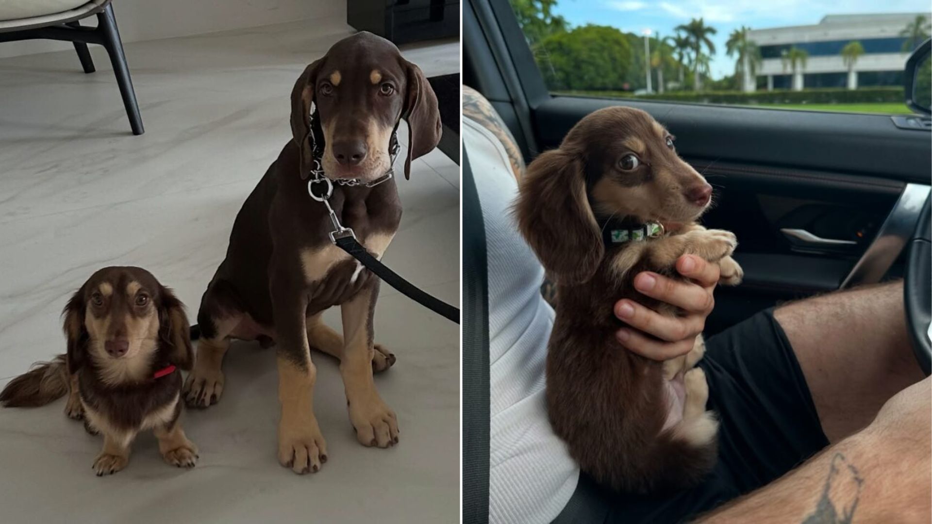 two sweet dark brown dogs