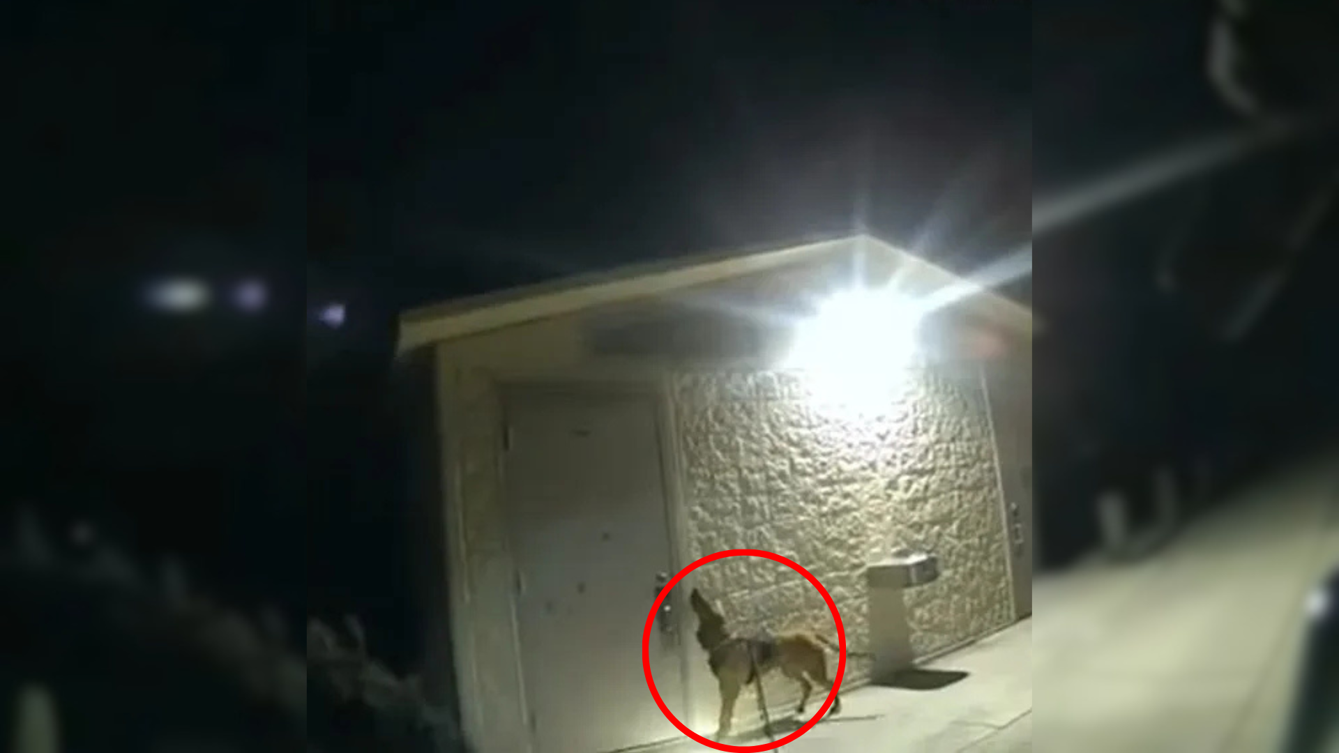 dog outside building