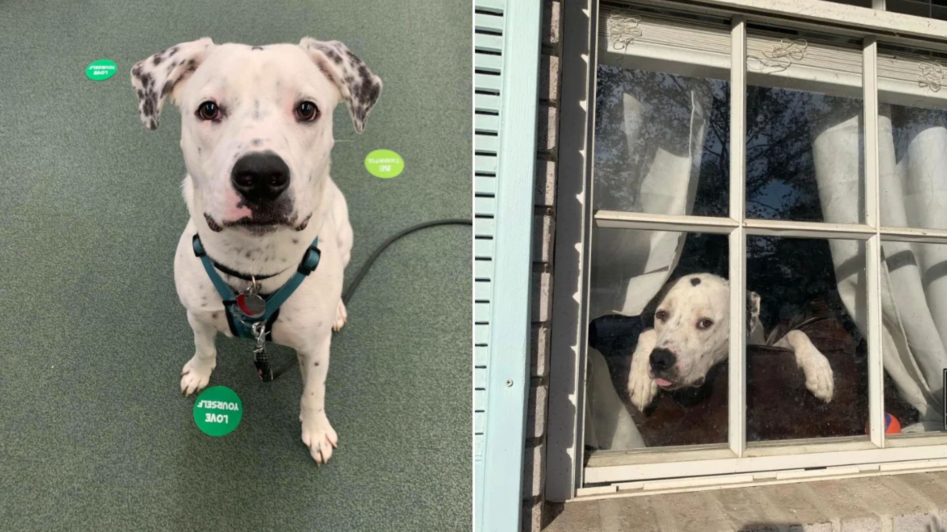dog looking out of window