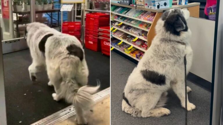 dog in store